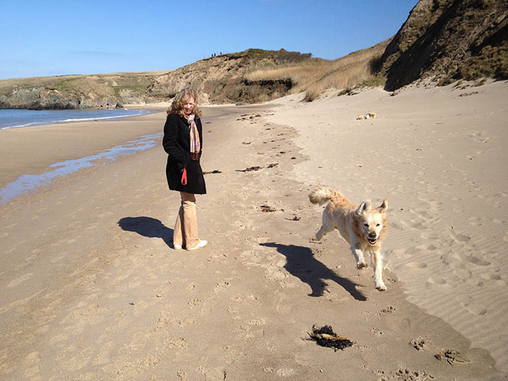 Golden Retriever Milo at the Whistling Sands, Porth Oer, Llyn Peninsula, Wales